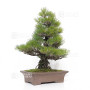 Pinus thunbergii ref: 120202513
