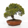 juniperus chinensis itoigawa ref 12020255