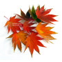 graines d'acer shirasawanum jordan