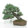 Pinus pentaphylla 10110252