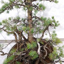 PINUS PENTAPHYLLA 16120253