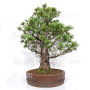 Pinus pentaphylla ref: 08040261