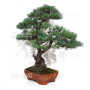 PINUS PENTAPHYLLA ref: 28070261