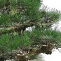 Pinus thunbergii ref: 16070261
