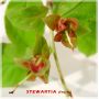 60 graines de stewartia monadelpha