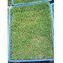 20 SEEDS PINUS THUNBERGII