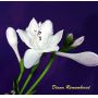 hosta Diana remembered