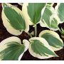 Hosta Blue ivory