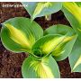 Hosta Dream weawer