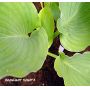 Hosta Moonlight sonata