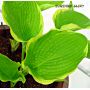 Hosta Sunshine glory