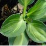 Hosta Holy mouse ears