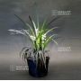 ophiopogon noir pot 1.4 litre