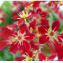 saxifraga fortunei beni tsukasa