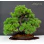 PT Pin a 5 aiguilles du japon ref: 23120131