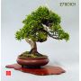 Mini bonsai lot de 6 livres.