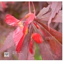 Acer palmatum trompenburg en godet