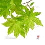 acer sieboldianum kumoi nishiki