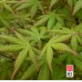 ACER PALMATUM racines nues lot de 10 plants