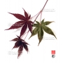 Graines d'Acer Amoenum atropurpureum novum