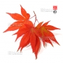 Graines d'Acer amoenum booskoop glory