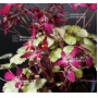 saxifraga fortunei aka boshi