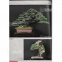 BONSAI FOCUS N° 104