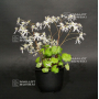 saxifraga fortunei iyo hakuraku