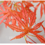 acer palmatum mikazuki