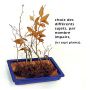 Hêtre du japon fagus crenata de semis. 40/60 cm