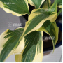 Hosta Bright star