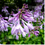 Hosta Cracker crumbs