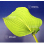 Hosta Eos