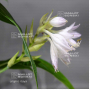 Hosta Urajiro itaya