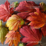 acer japonicum emmet's pumpkin