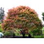 EPUISE Acer palmatum beni maiko en godet