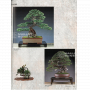 BONSAI FOCUS N° 131