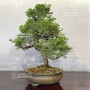 juniperus chinensis itoigawa ref : 08090233