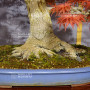 acer palmatum seigen ref :042025