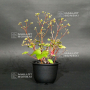 saxifraga fortunei koganei no mai
