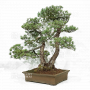 VENDU pinus pentaphylla 030120251