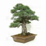 VENDU Pinus pentaphylla ref 030120254