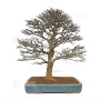 Acer buergerianum ref :21020253