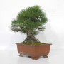 Pinus thunbergii ref: 120202512