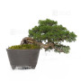 Juniperus chinensis itoigawa 12020254