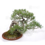 PINUS PENTAPHYLLA ref: 13010261