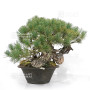 PINUS PENTAPHYLLA ref:13010263
