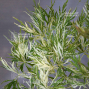 DISSECTUM BENI SHIDARE VARIEGATED BABY