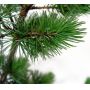 Pinus parviflora var. negishi 3 litres