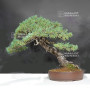 Pinus pentaphylla ref: 30060268